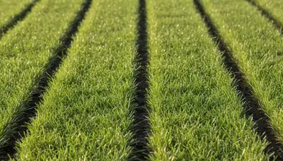 Close-up of seamless sod installation by Chop Chop Landscaping in Aurora, CO showing precise turf seams