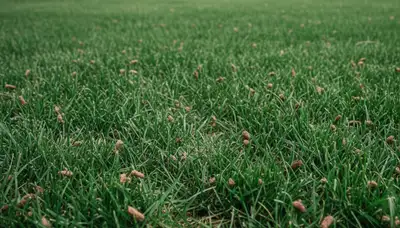 Healthy Aurora CO lawn recovering after professional aeration by Chop Chop Landscaping