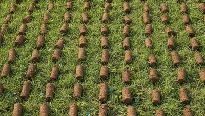 Close-up of lawn soil core plugs after aeration treatment by Chop Chop Landscaping in Aurora, CO